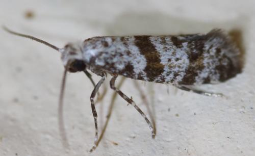 Scythropia crataegella